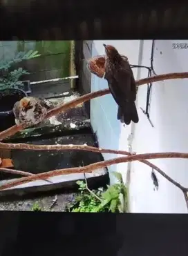 Burung Cucak cucok Rowo pasangan betina dan jantan