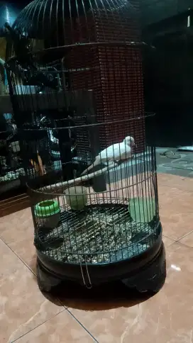 Perkutut putih lurik mm