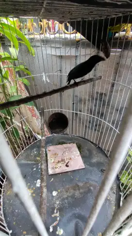 Burung Murai papua