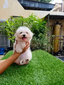 Bichon frise usia 2 bln an..cakep.mumer polll