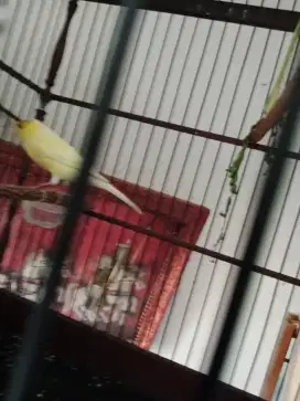 Di jual burung f1 gacor