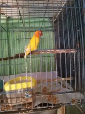 Jual love bird laki warna paskun bersih yg minat