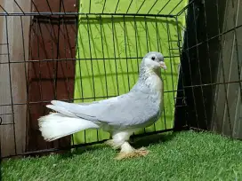 Merpati Lahore Silver Jantan