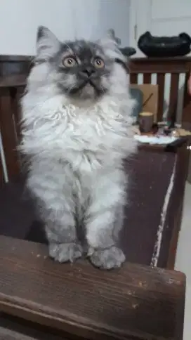 Open adopt kucing persia