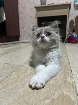 Kitten Ragdoll nonped