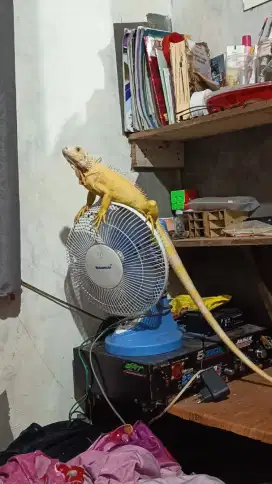 Iguana albino jantan.
