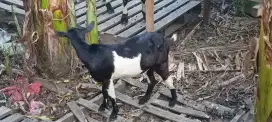 Anak kambing kacang usia 8 bulan