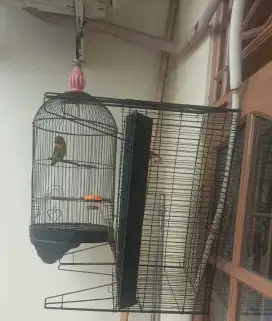 Lovebird josan ...