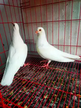 Merpati hias sepasang egyptian