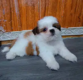 Shitzhu tricolor cantik