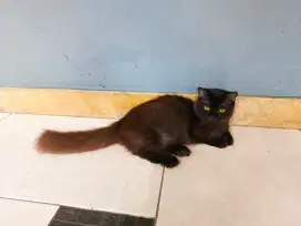 Kucing Munchkin Jantan