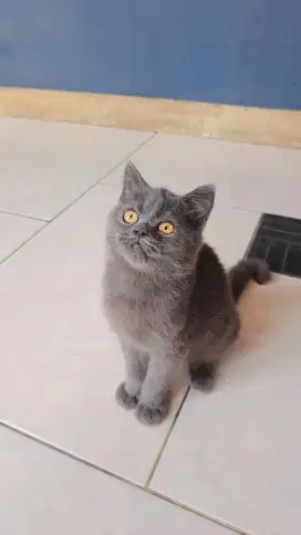 British Short Hair Jantan