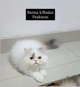 Peaknose betina 4Bulan