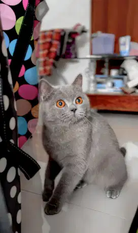 BRITISH SHORTHAIR