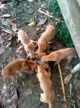 Lepas Adopsi 5 Anak Anjing Penjaga