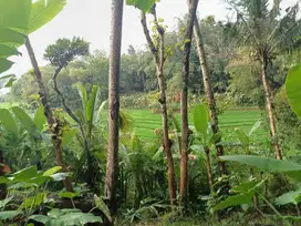 Dijual tanah murah dijumantono