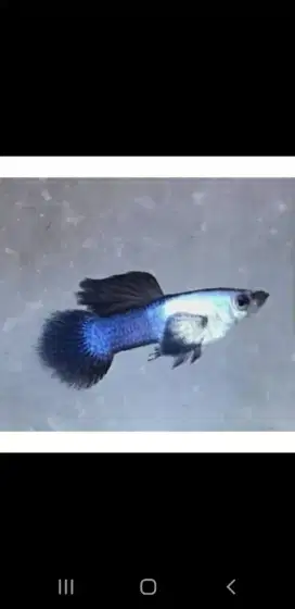 Guppy mini panda