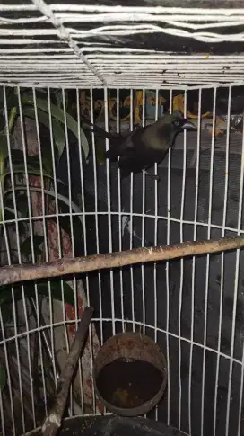 Burung Murai Irian