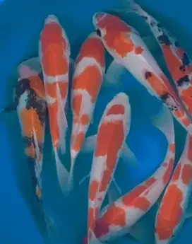 Ikan koi size 25cm sampai 30cm