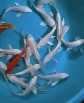 Ikan koi size 15cm