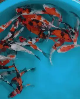 Ikan koi size 15cm