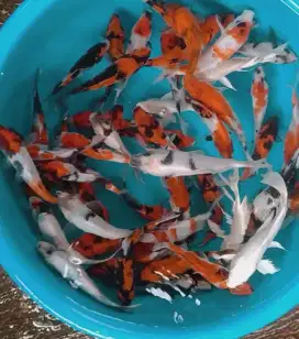 Ikan koi size 15cm