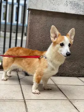 Jual corgi indukan