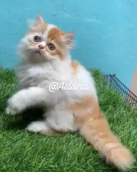 Kucing persia jantan/kitten persia flatnose/anakan kucing anggora