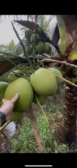 Kelapa muda hibrida