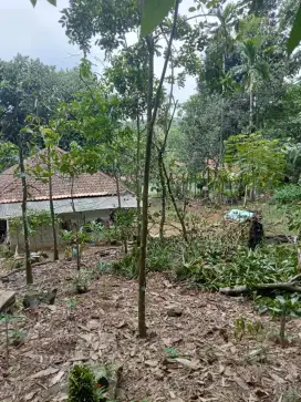 Tanah Buat investasi dan kebun buah rumbon di bogor timur