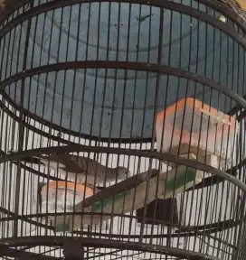 Perkutut lokal bunyi