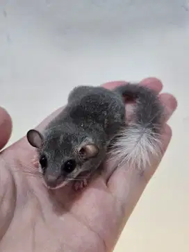 Dormice tupai mikro lucu jinak
