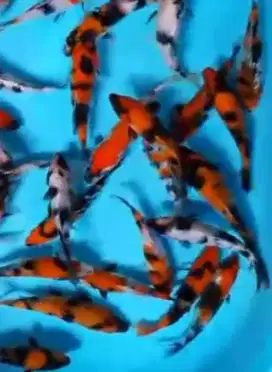 Ikan koi size 15cm