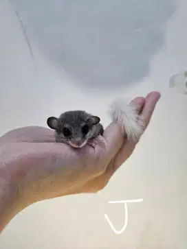 Dormice tupai mini jinak