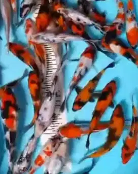 Ikan koi size 15cm