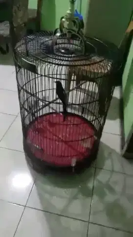 Murai batu mantap