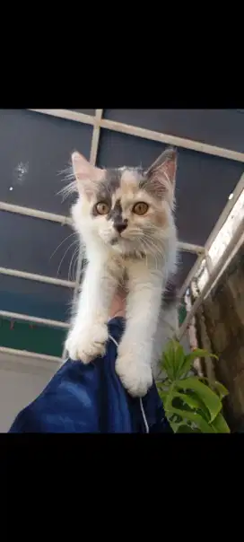 JUAL KUCING KITTEN