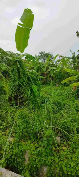 DIJUAL TANAH MURAH