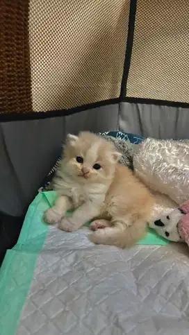 Opent adopt kitten