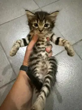 Kitten persia medium & Flatnose
