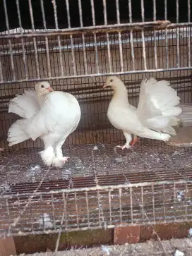 Jual burung merpati kipas