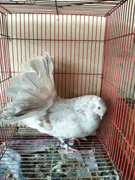 Merpati Kipas Jantan Siap Ternak