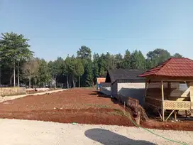Kavling Tanah Murah Sebelah Hutan Pinus Megatutupan Udara Sejuk