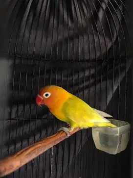 Burung lovebird