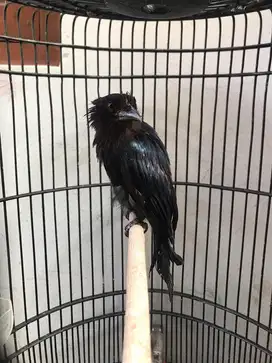 Burung srikantil raja
