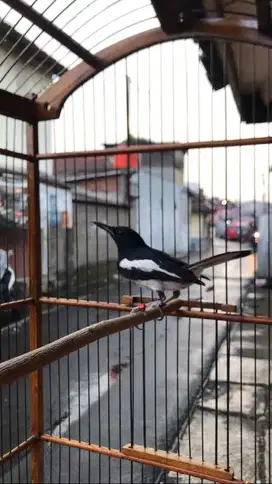 Kacer priangan asli