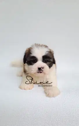 anjing maltese mix shihtzu betina usia 1.5 bln