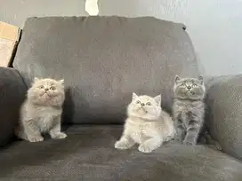 kucing kitten bsh British shorthair british longhair