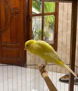 Kenari Yorkshire X belgian Bossu