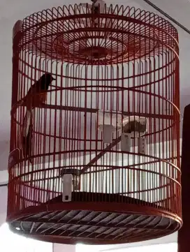 Jual burung murai Medan gacor